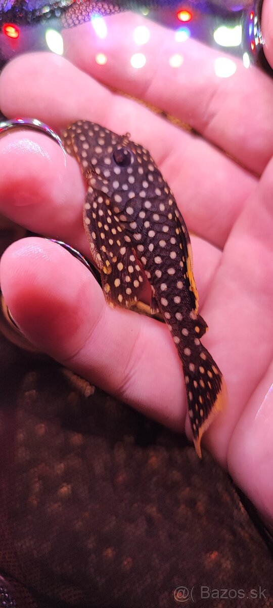 Baryancistrus sp L018 Golden nugget