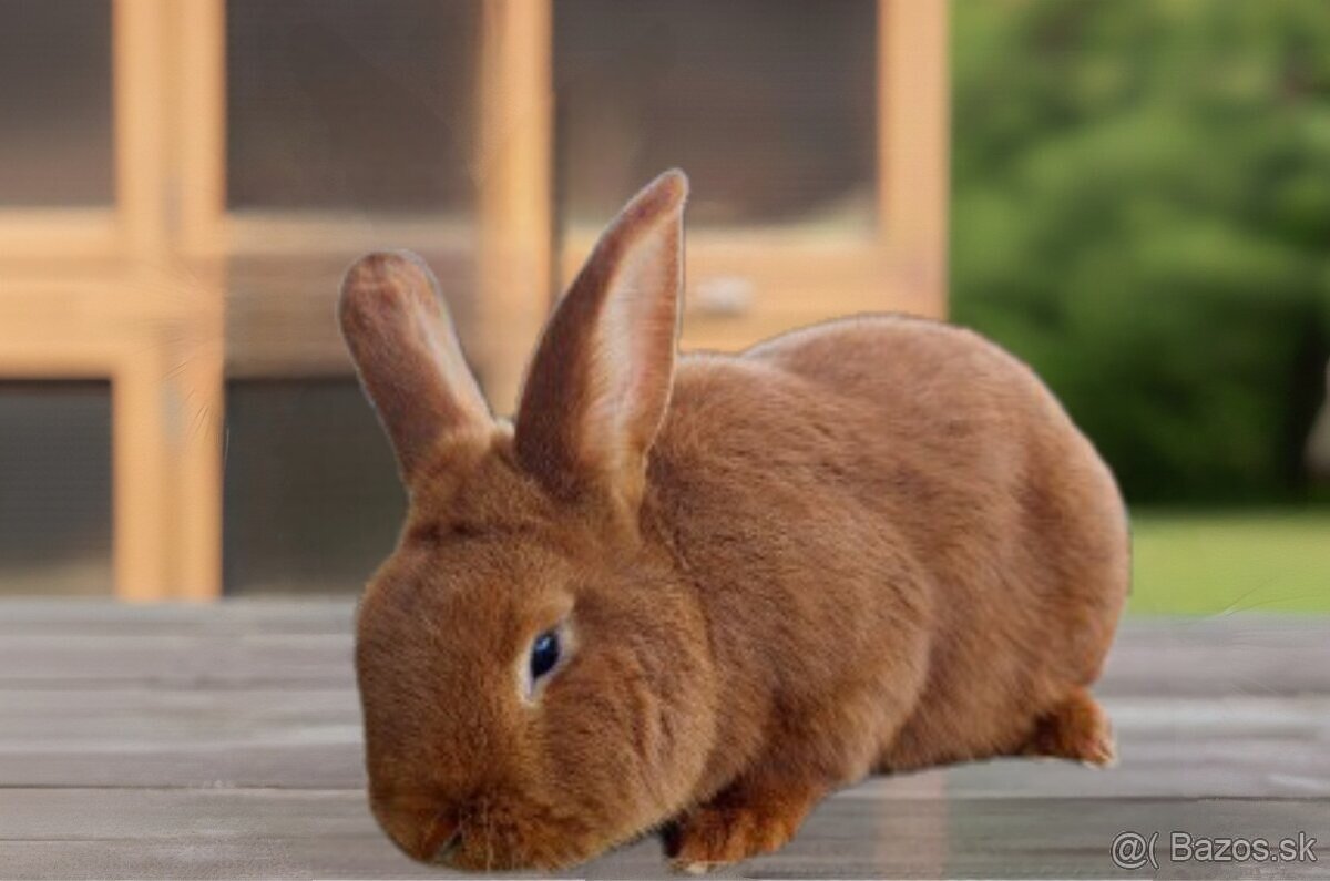 Novozélandský červený (1-0) + PP