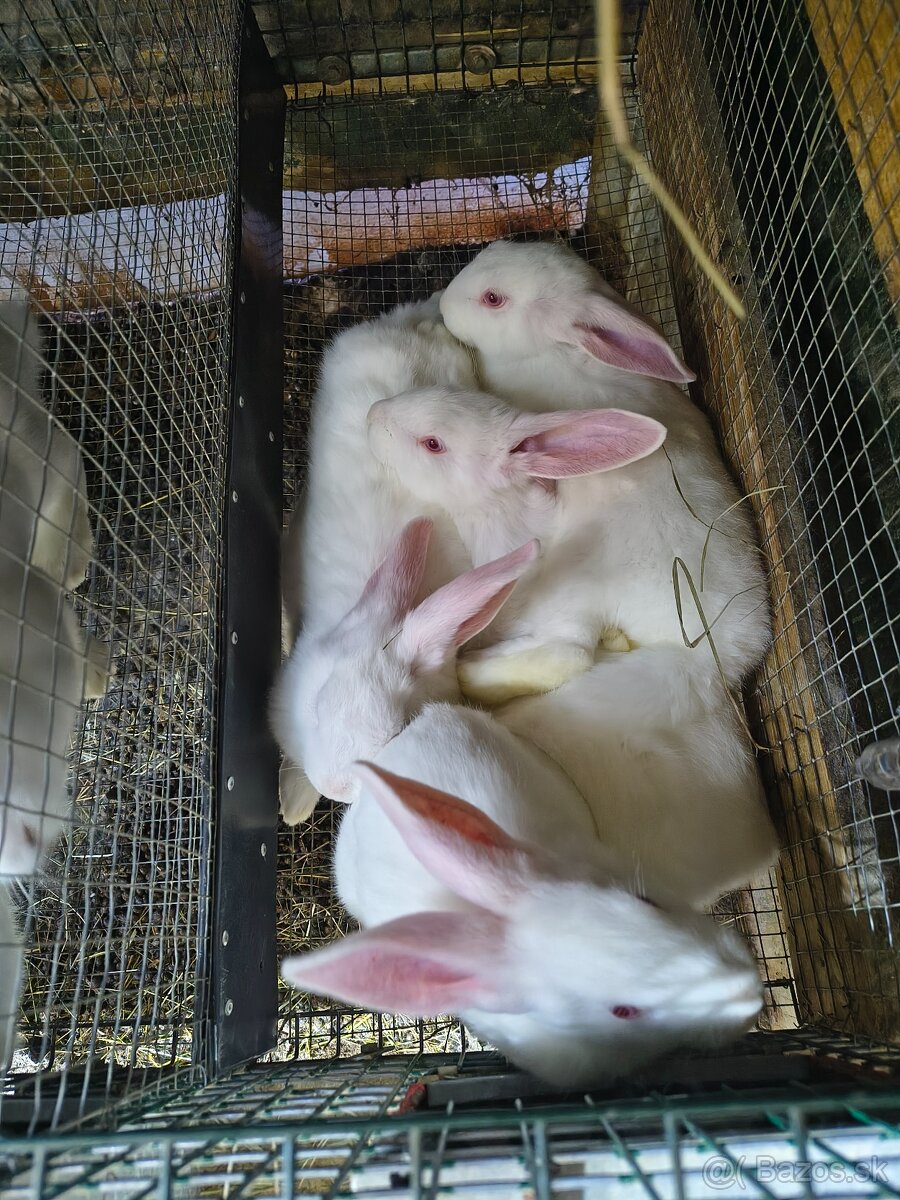 Predám hyla králiky