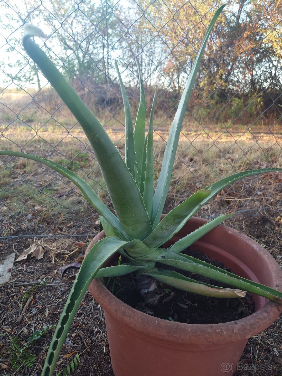 Aloe Vera