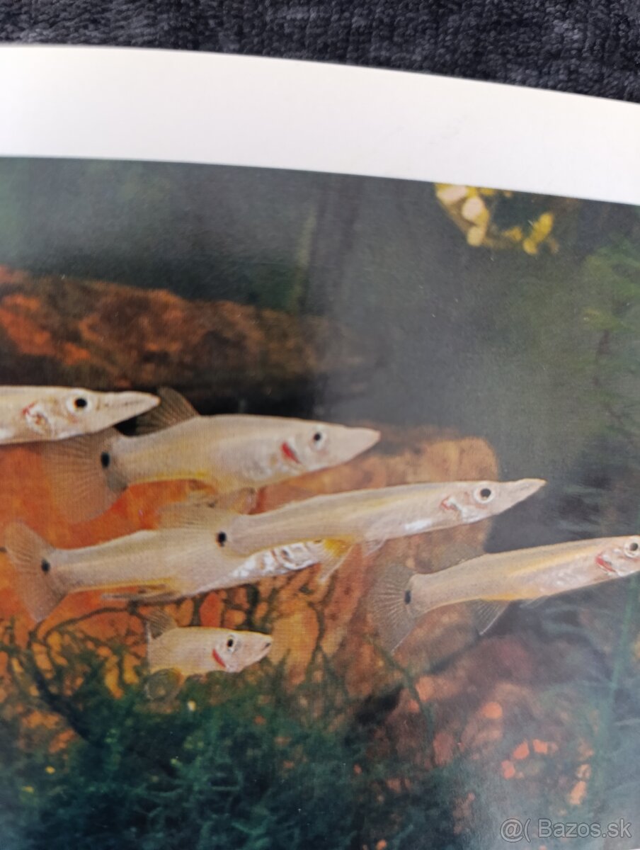 Belonesox Belizanus