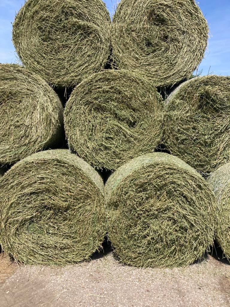 Ďatelina