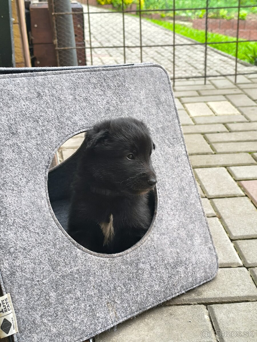 Štěňátka BO Groenendael s PP