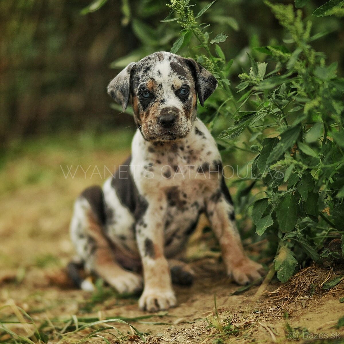 Louisianský leopardí pes – Louisiana Catahoula s PP