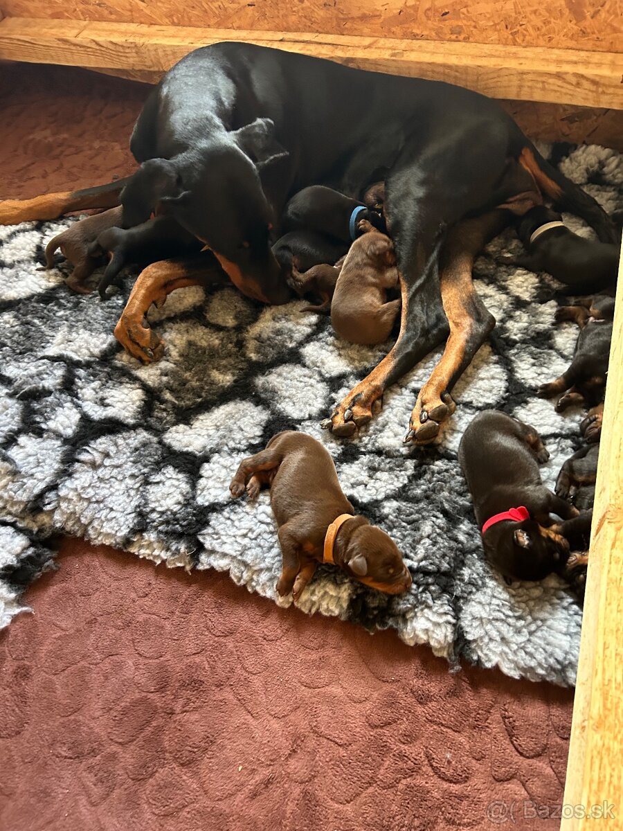 Doberman štenaitka