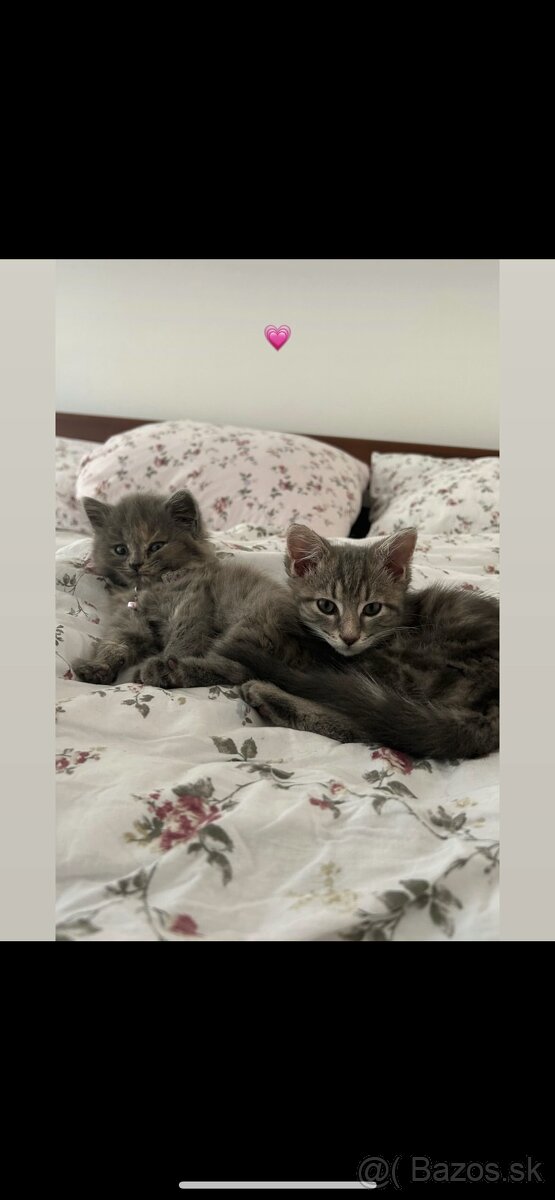 Mačičky ❤️