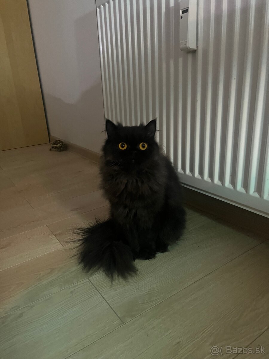 Perzská perská činčila