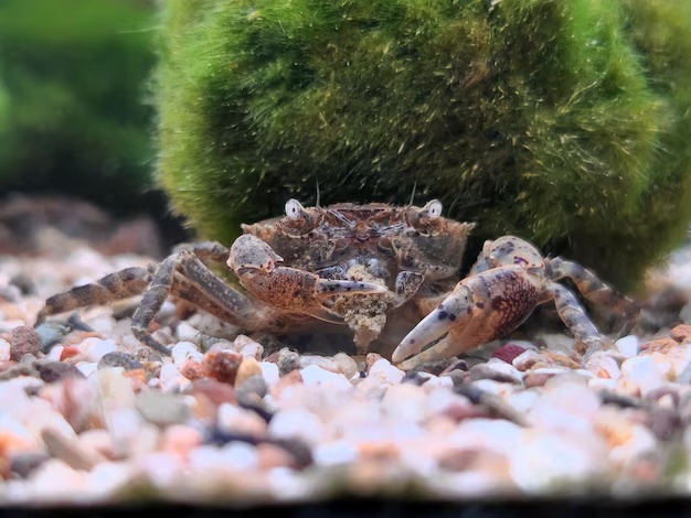 Kúpim - Krab Mekong