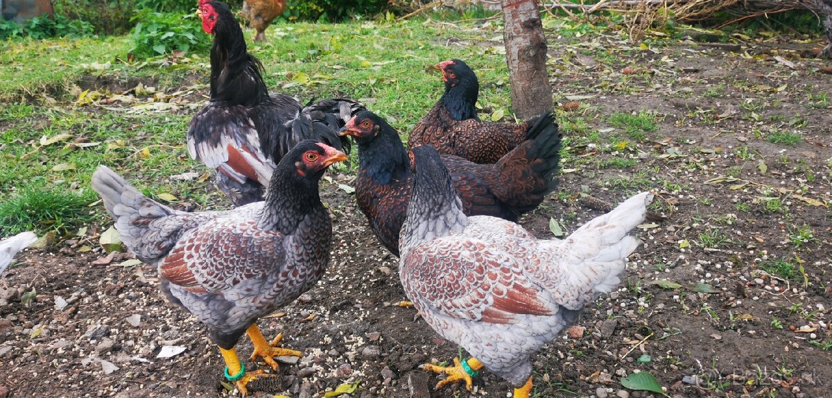 Rezervovane. Predám, vymenim indické Bojovnice