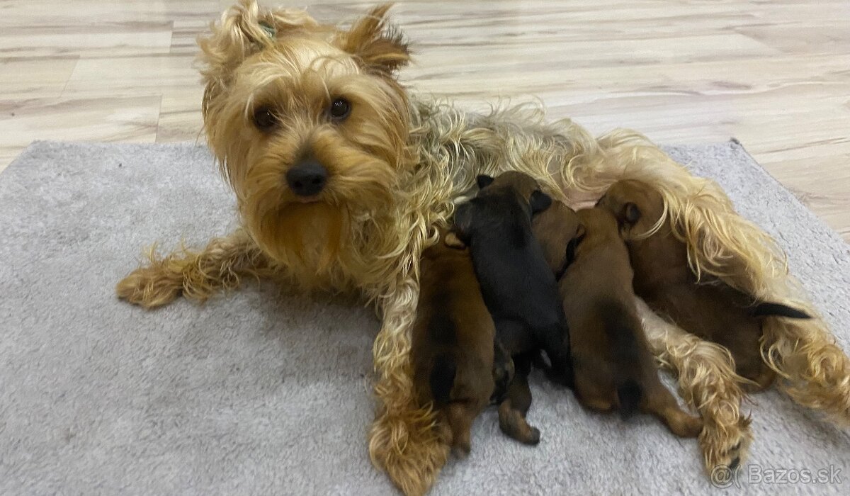 Predám šteniatka Yorkšira