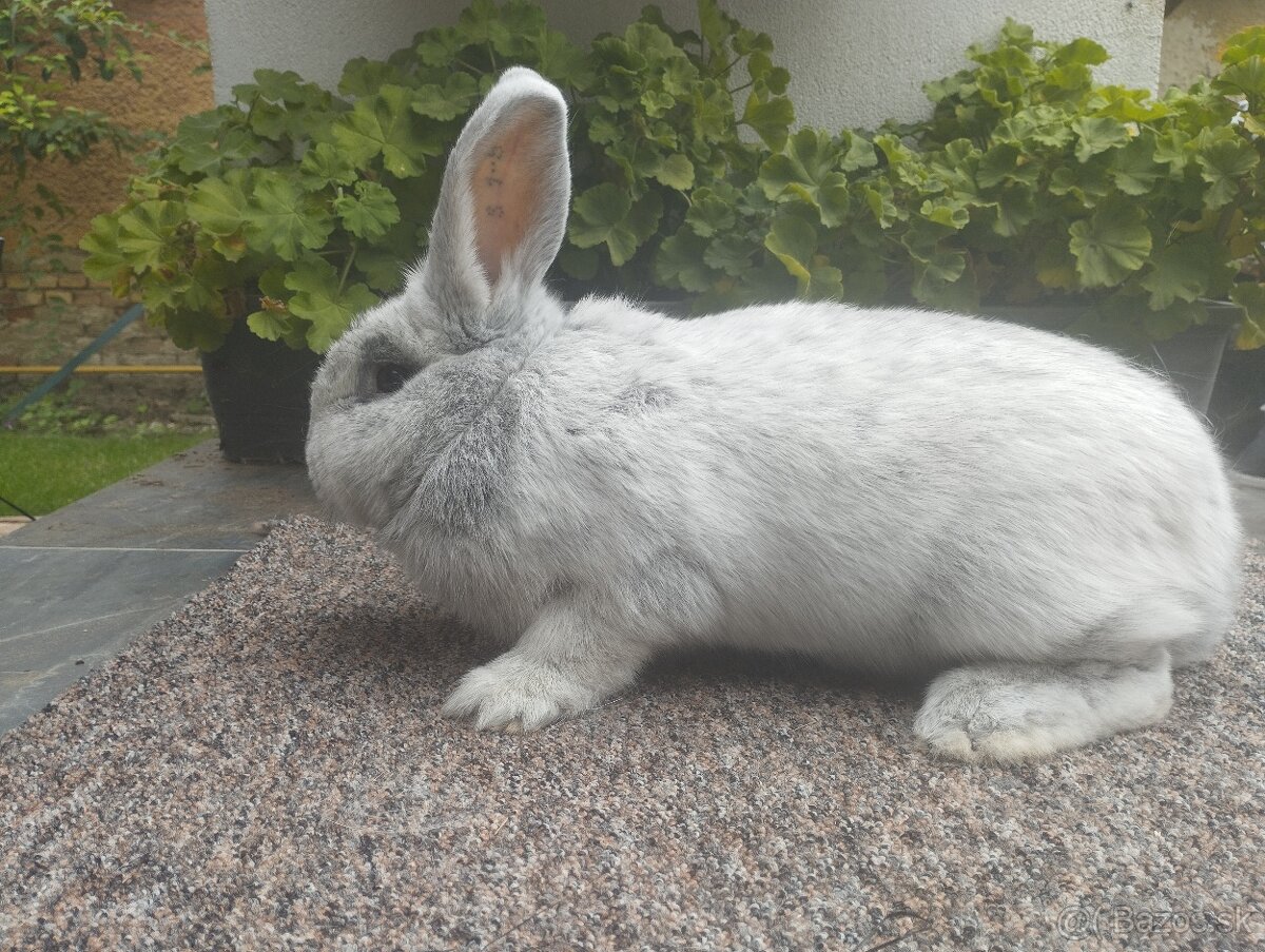 Vss - Veľký svetlý strieborný