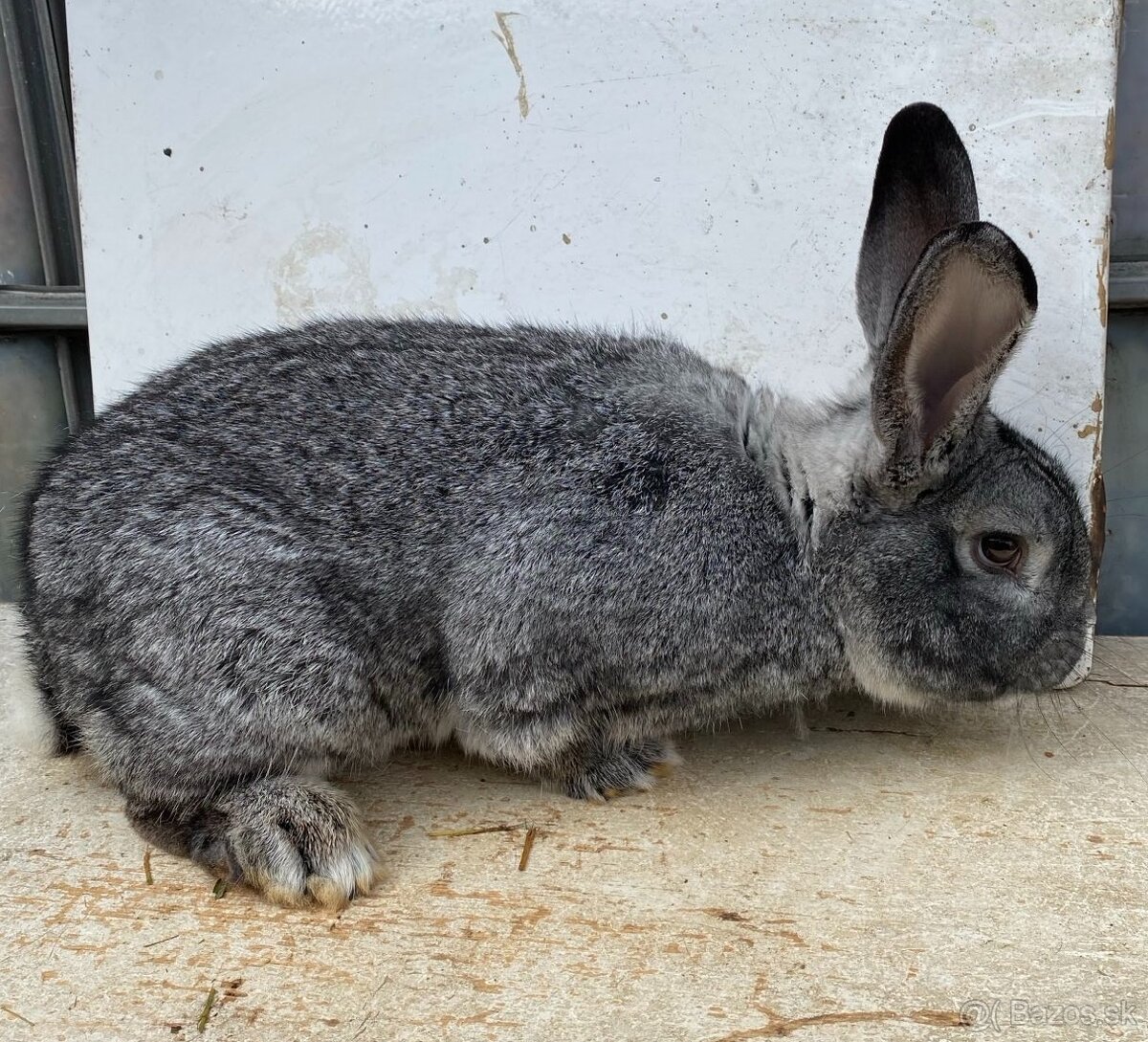 Činčila veľká predám