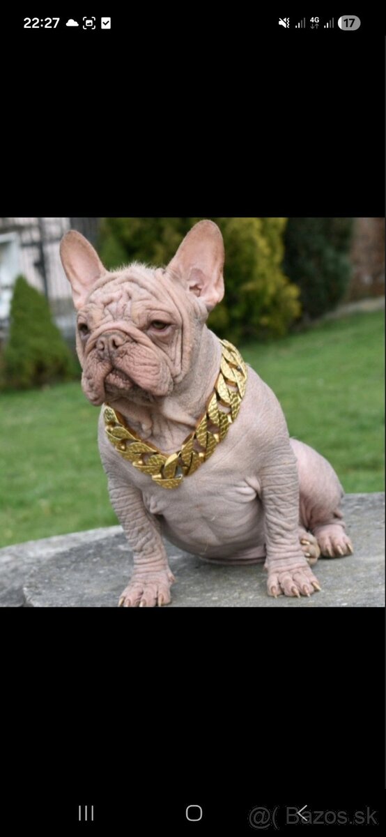 Francúzsky buldoček psik hairless