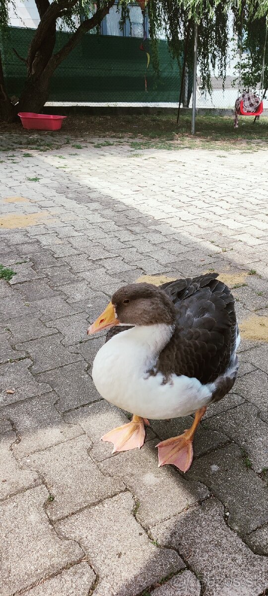 Predám hus landensku