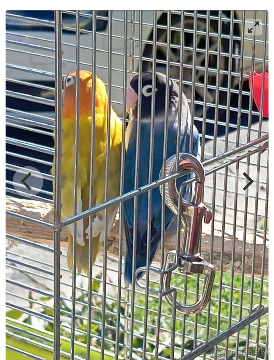 Agapornisi
