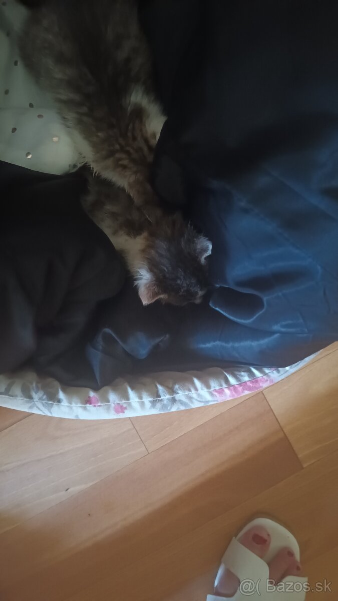 Maciatka