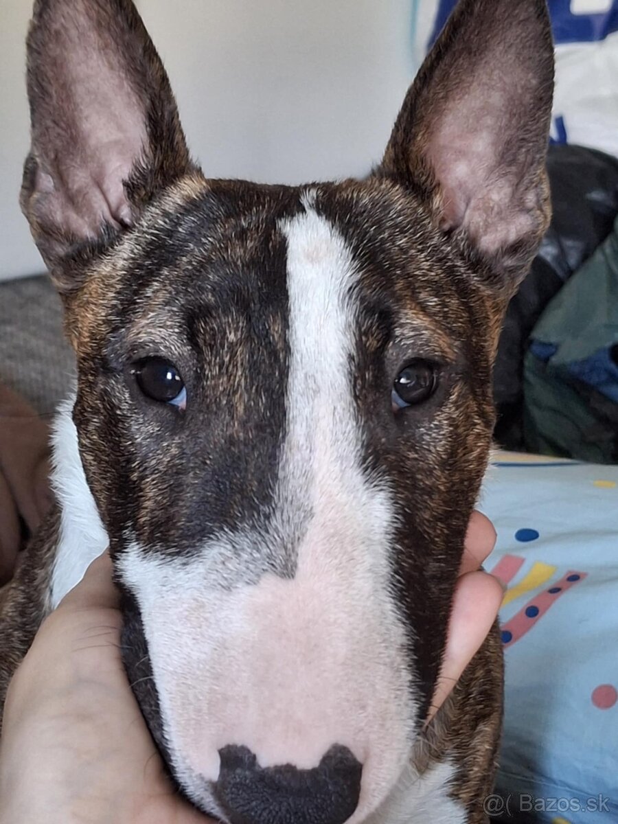 Mini bullterrier