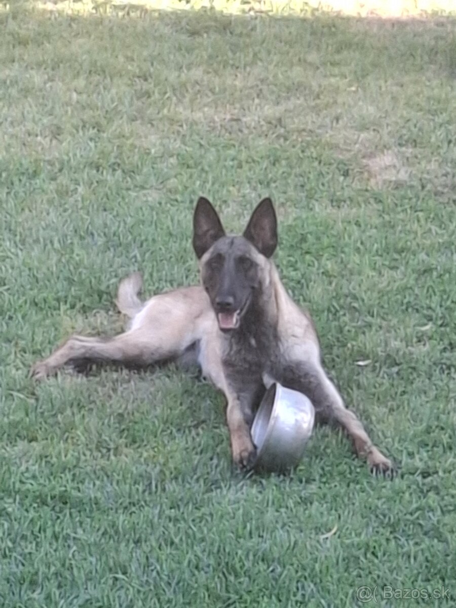 Malinois