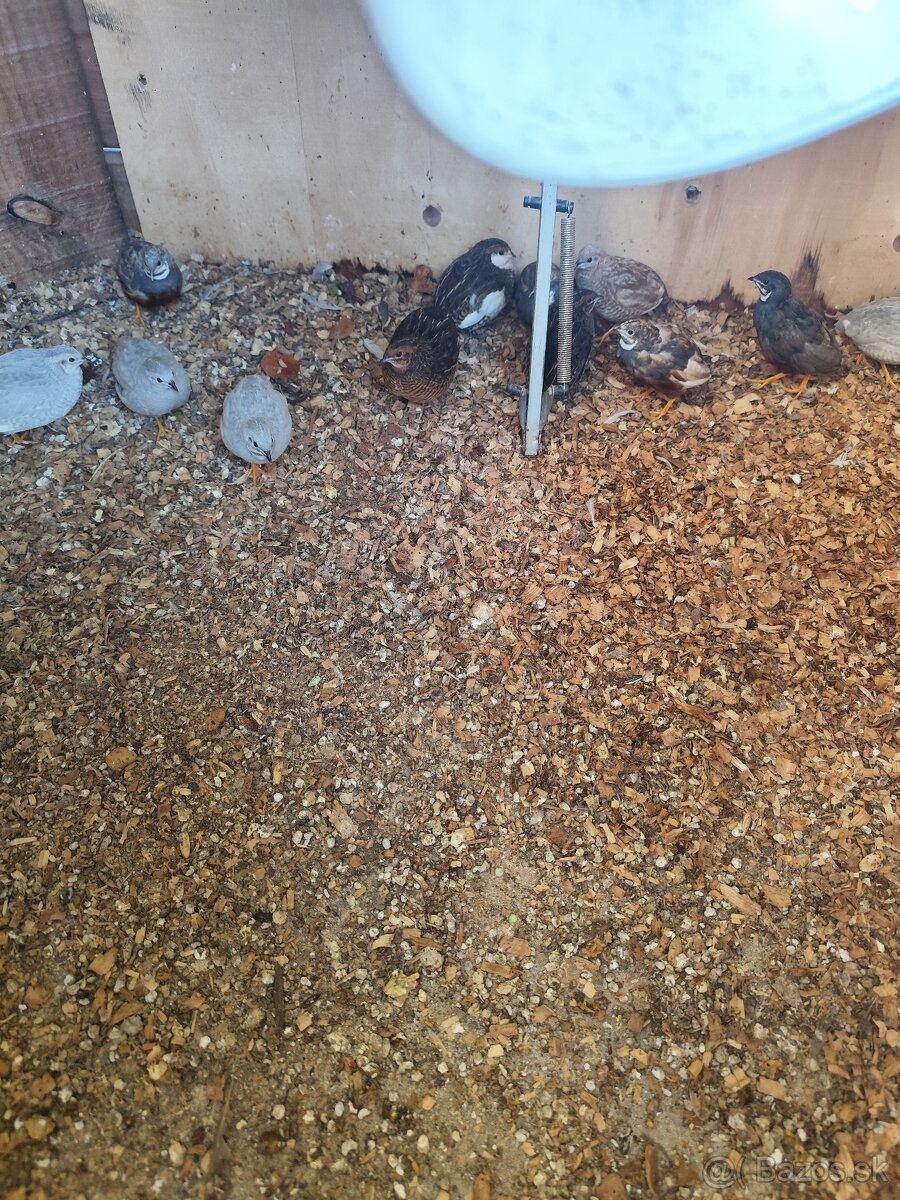 Prepelica cinska