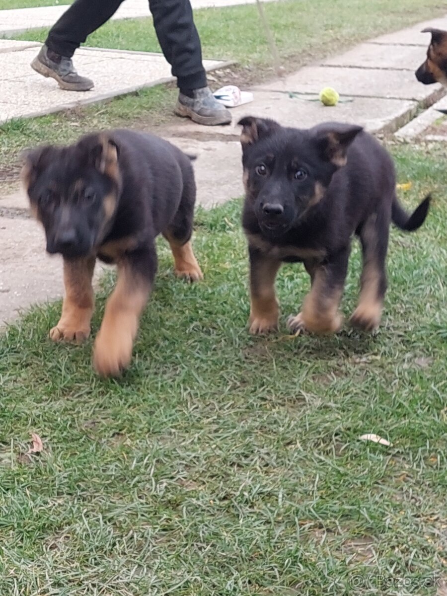 Nemecký ovčiak šteniatka.