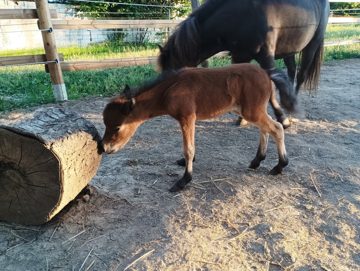 Minihorse hřebeček