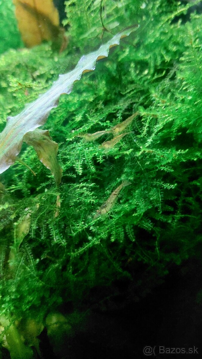 Krevety Neocaridina 0,4€ / kus