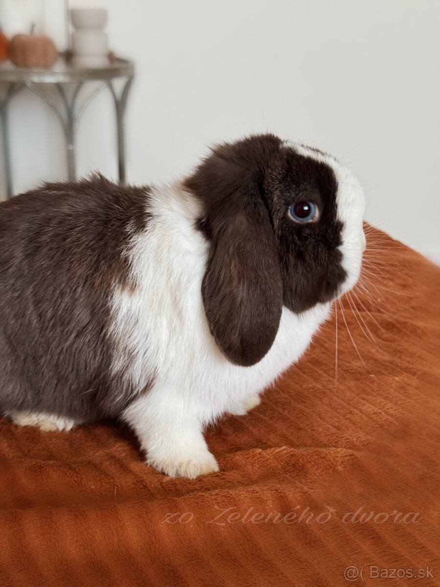 🧡🐰 minilop zakrslý králik 🍁🍂