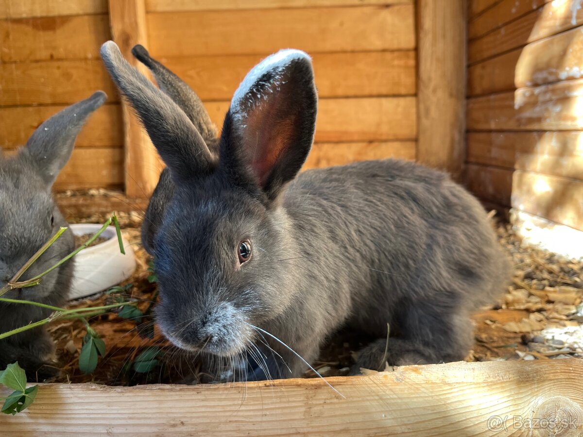 Viedenský modrý