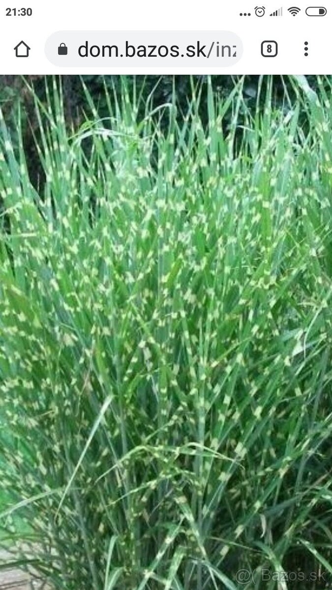 Okrasné trávy + vavrinovec ( jasmin)