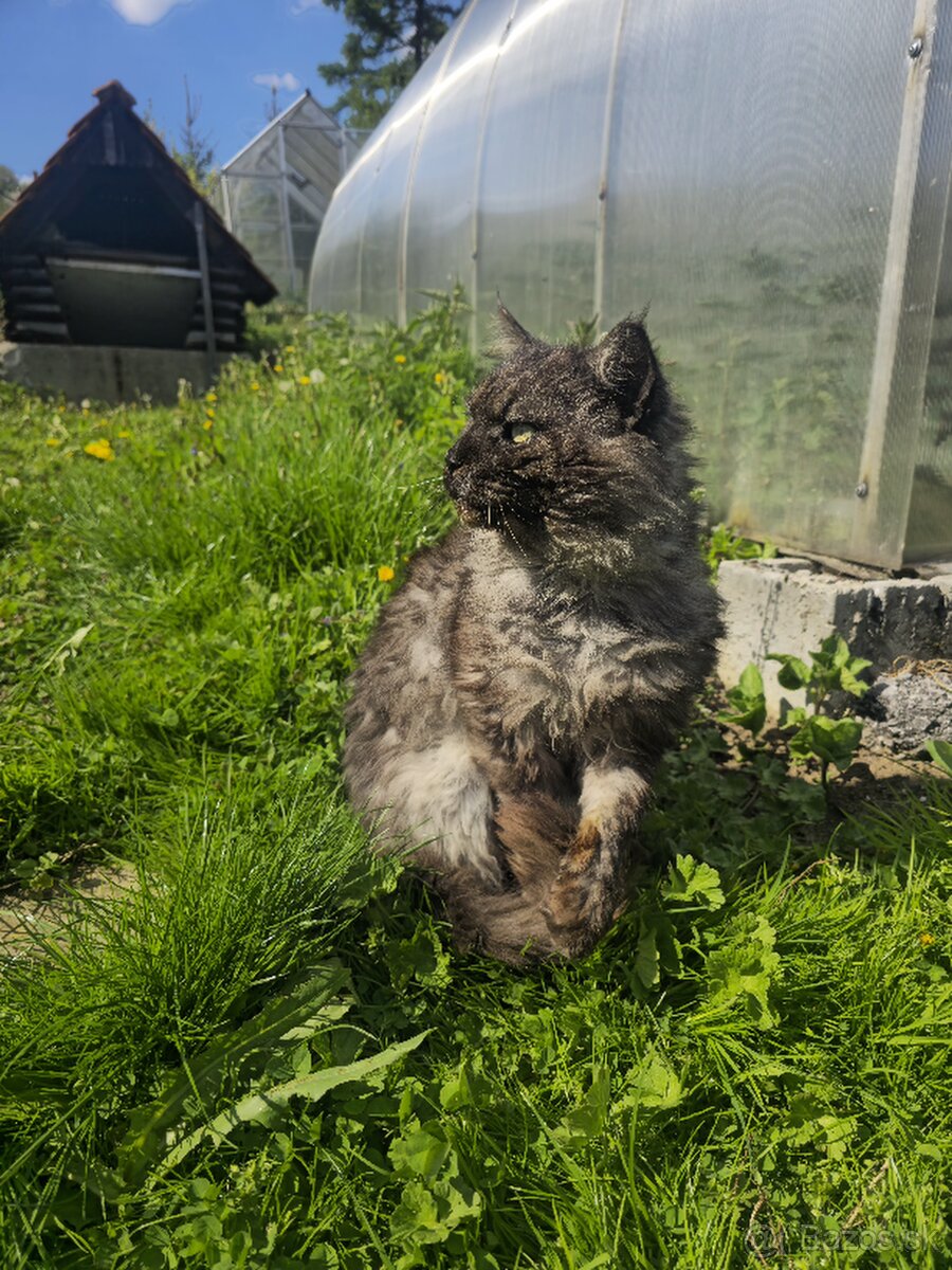 Maine Coon na krytie