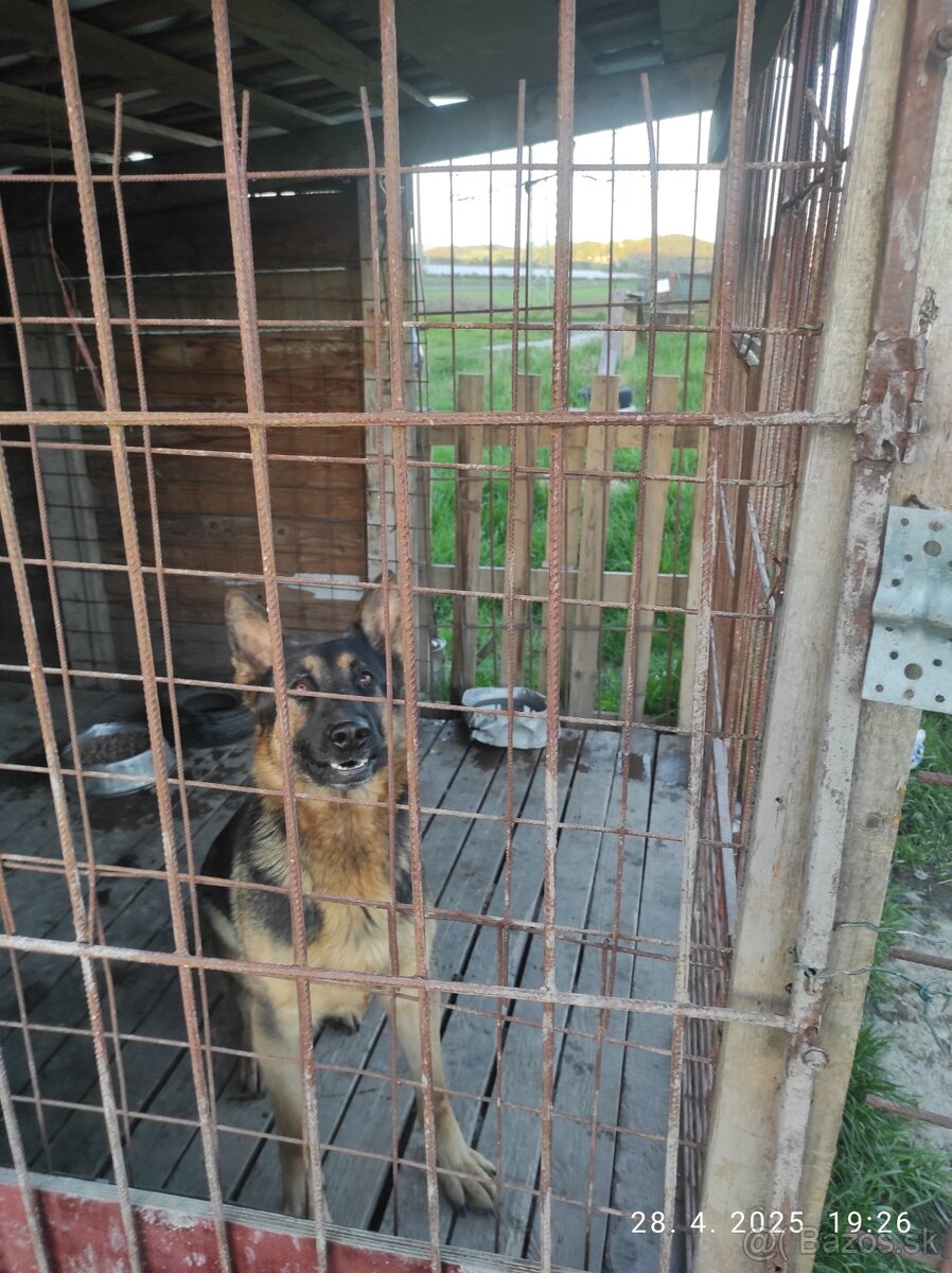 Nemecký ovčiak suka
