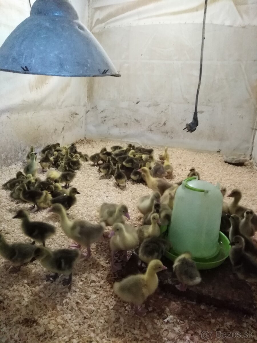 Husata a kaciatka