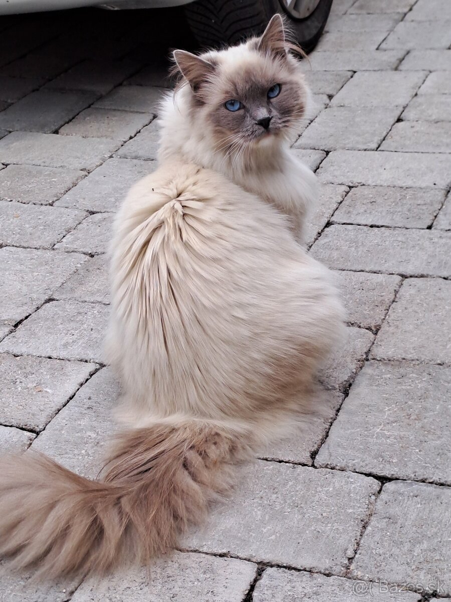 Mačička Ragdoll
