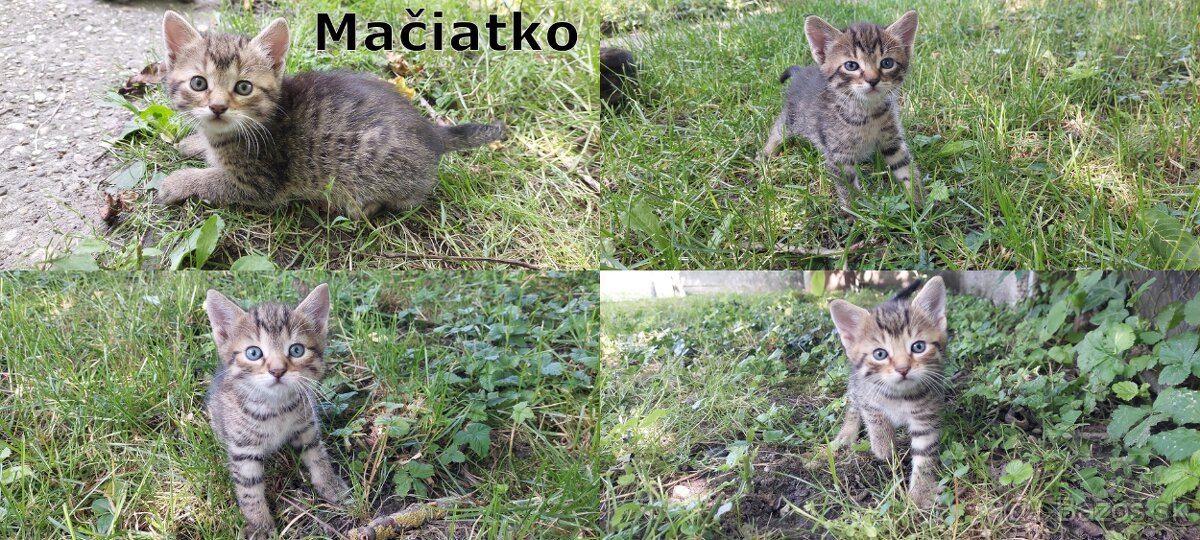Darujem 4 mačiatka