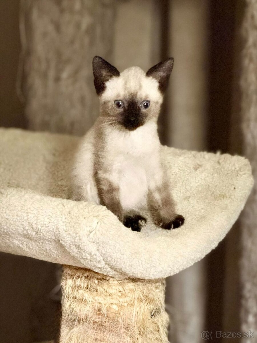 Krásne mačiatka Tonkinese, samec a samica