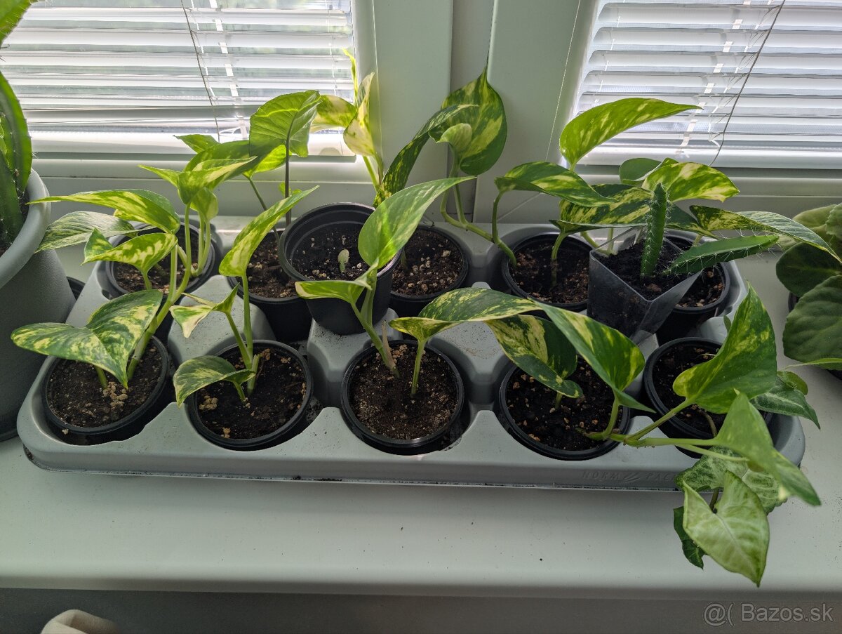 Epipremnum aureum