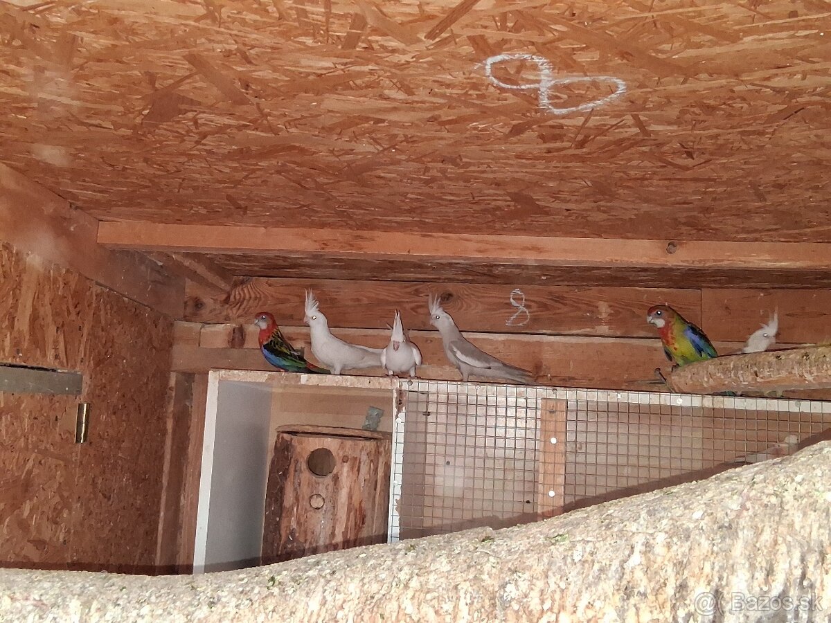 Rozela, Korela, Prepelice