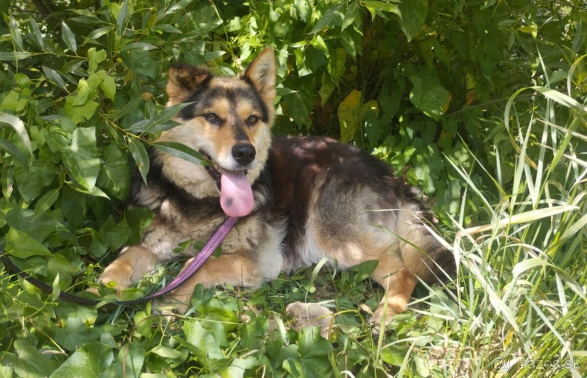 Darujem rozumnú sučku Lindu - mix ovčiak a husky