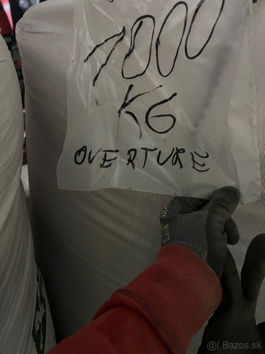 Osivo pšenice a jačmeňa