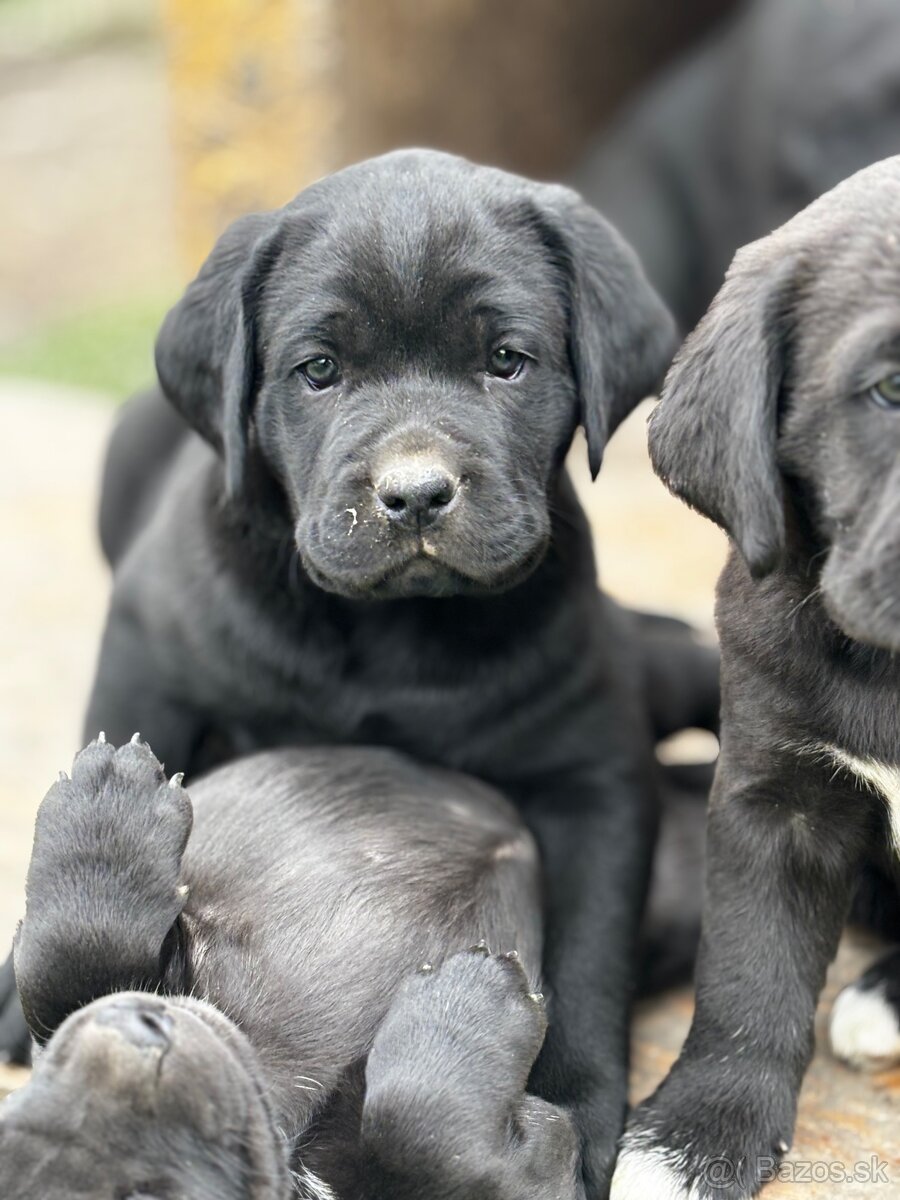 Predám šteniatka Cane Corso