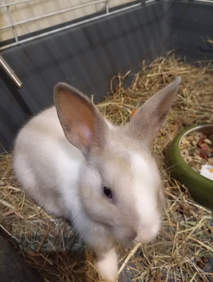 Zakrsly králik na predaj