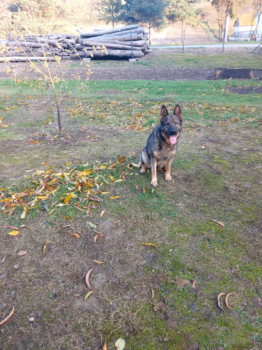 Nemecký Ovčiak fenka