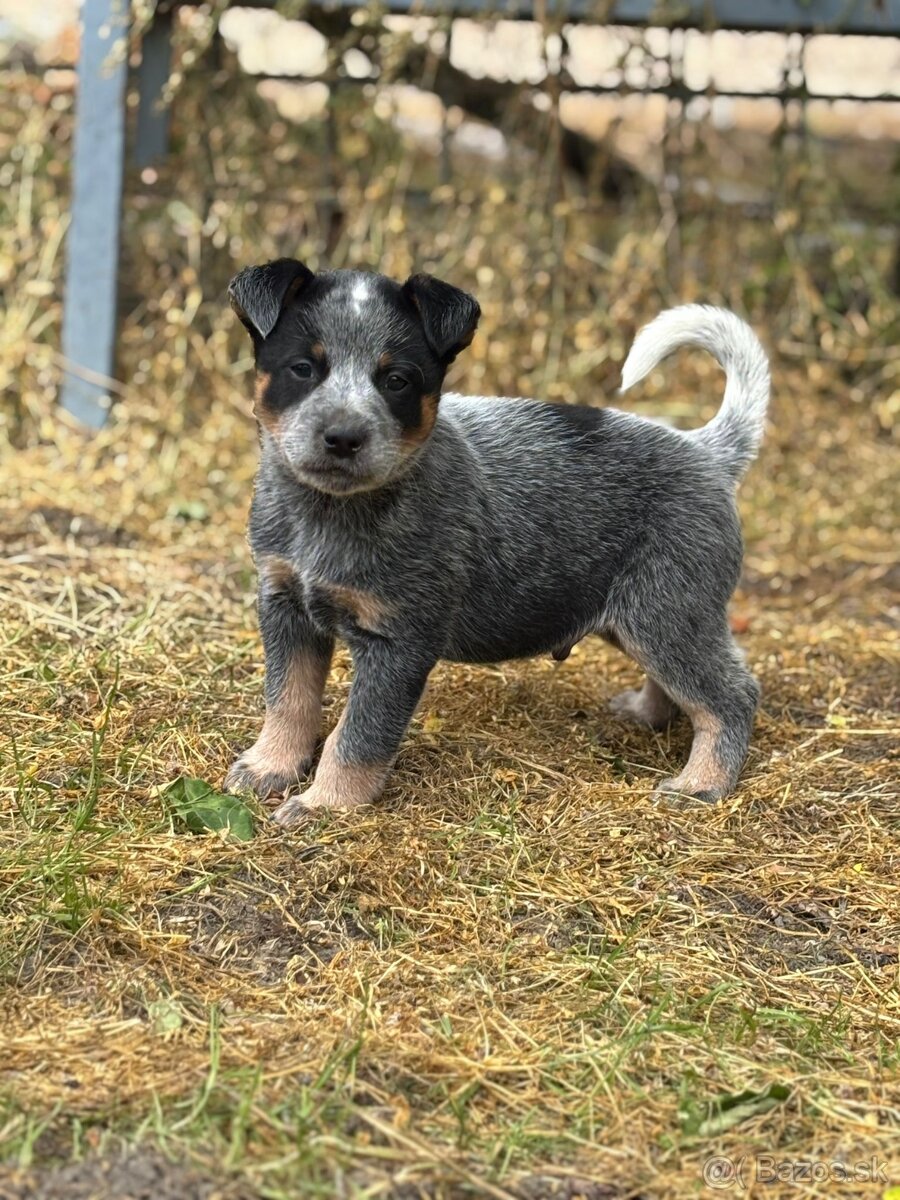 Australsky dobytkarsky pes
