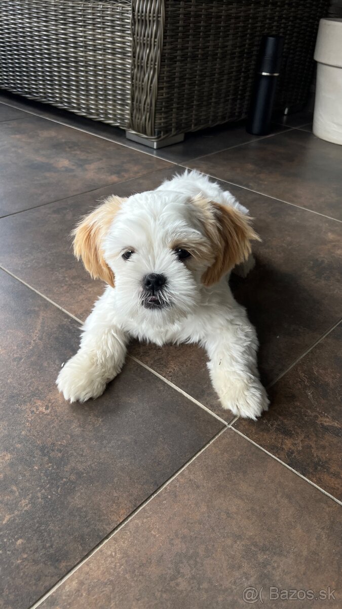 Shih-tzu čistokrvná s papiermi