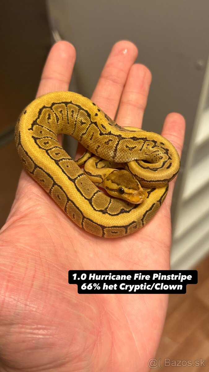 Pytóny Kráľovské