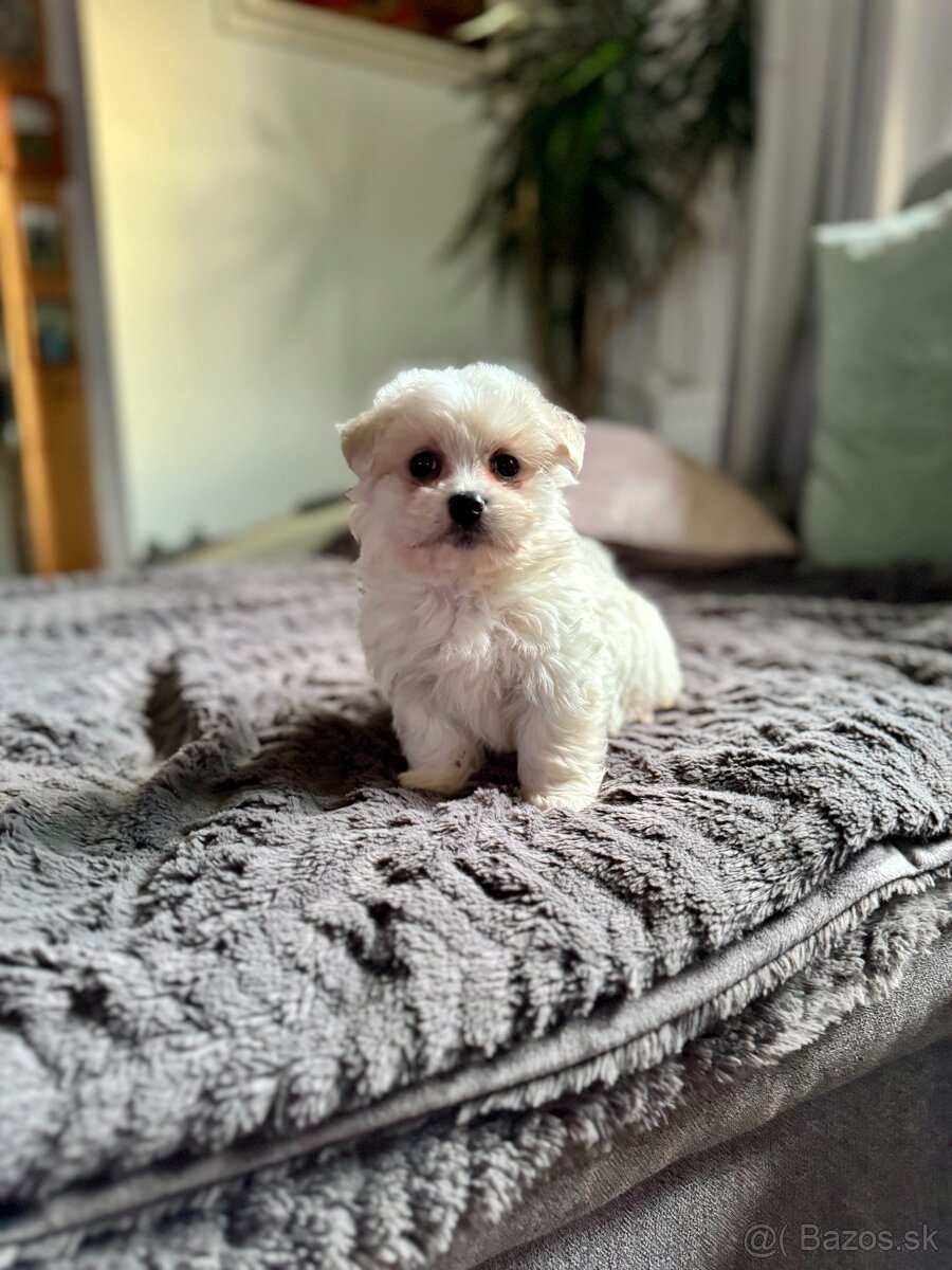 Mini Maltezak, Mini Maltézsky šteniatka