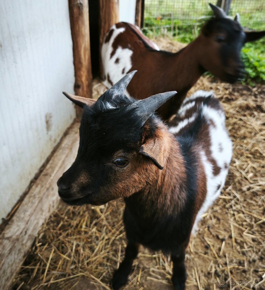 Predám holandské minikozičky
