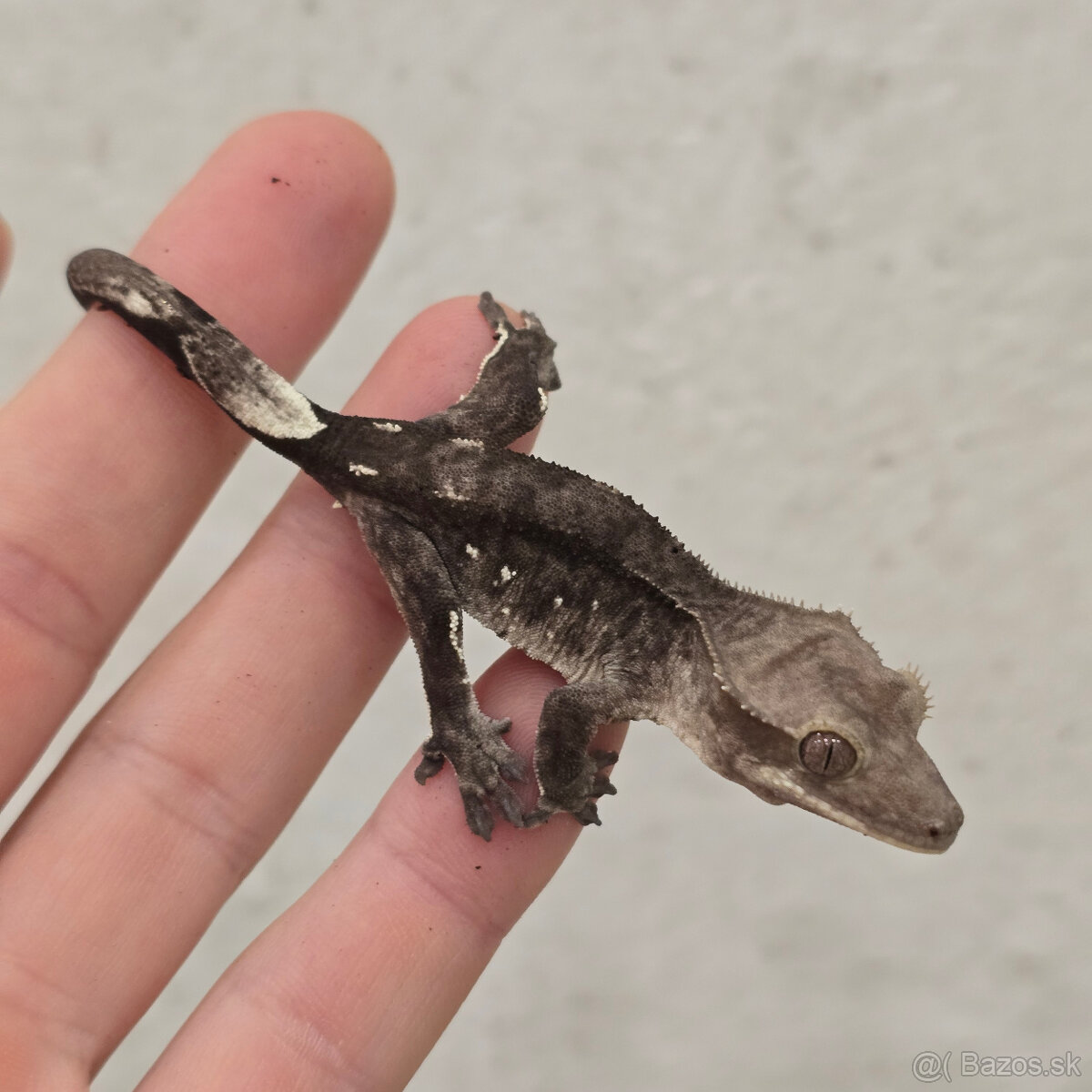 Pagekon riasnaty - C. ciliatus z vlastneho odchovu od 30€