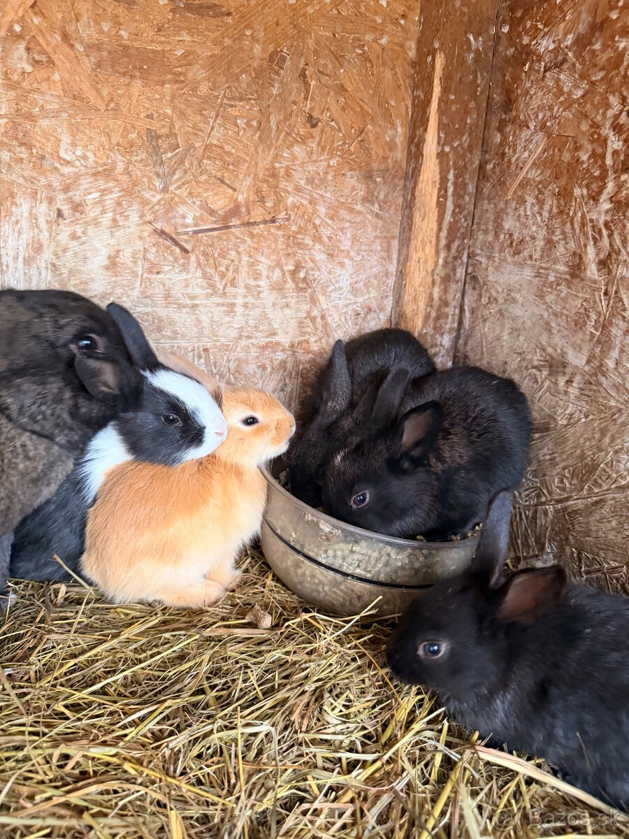 Zajce na predaj