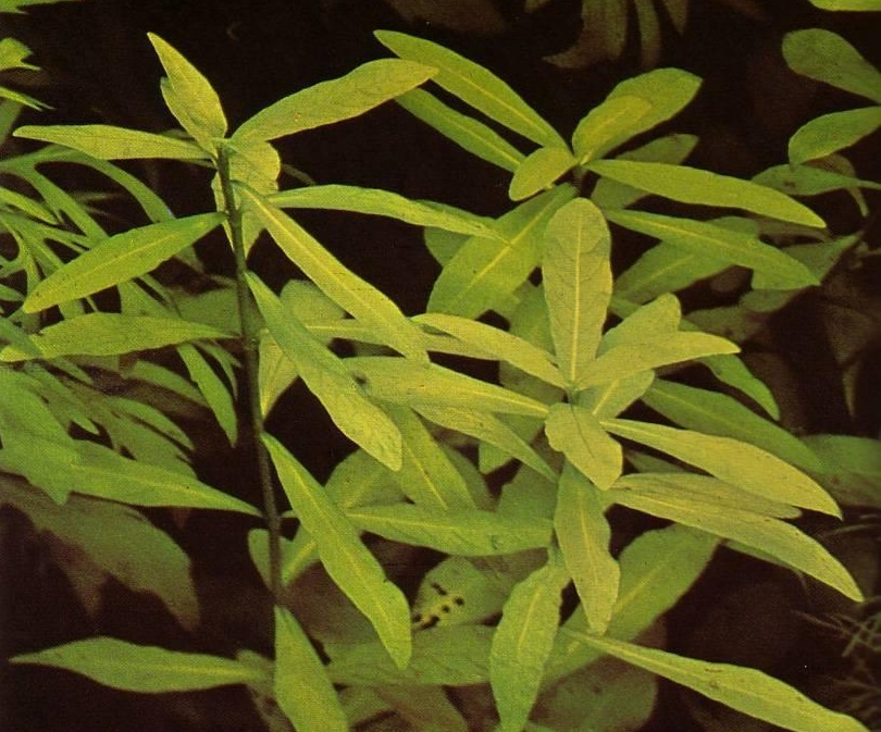 Hygrophila polysperma mokranka
